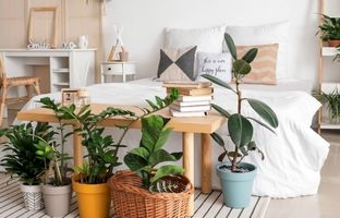 16 گیاه آپارتمانی برای متحول کردن دکوراسیون اتاق خواب