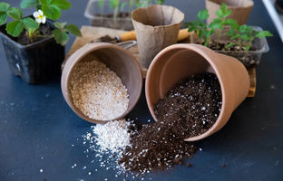بهترین ترکیب خاک برای گیاهان آپارتمانی چیست؟