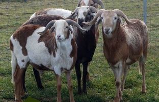 گوسفند دامارا؛ گوسفندی غول‌پیکر و دم دراز معروف به «جنگجوی صحرا» که قوی‌ترین گوسفند جهان است