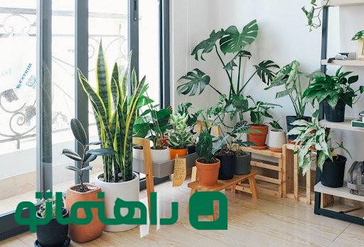۷ گیاه آپارتمانی مقاوم برای افرادی که زیاد سفر می‌ کنند