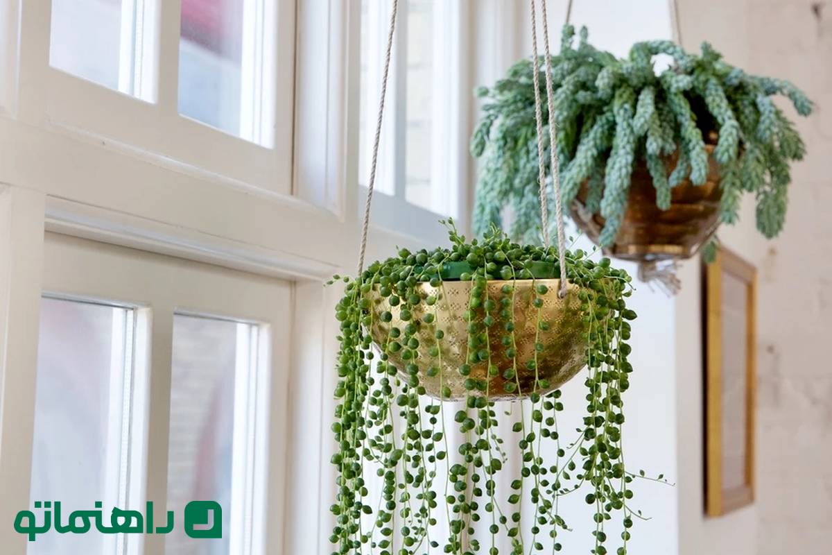 8 گیاه آویزی که هر خانه‌ را به باغی کوچک تبدیل می‌کنند!