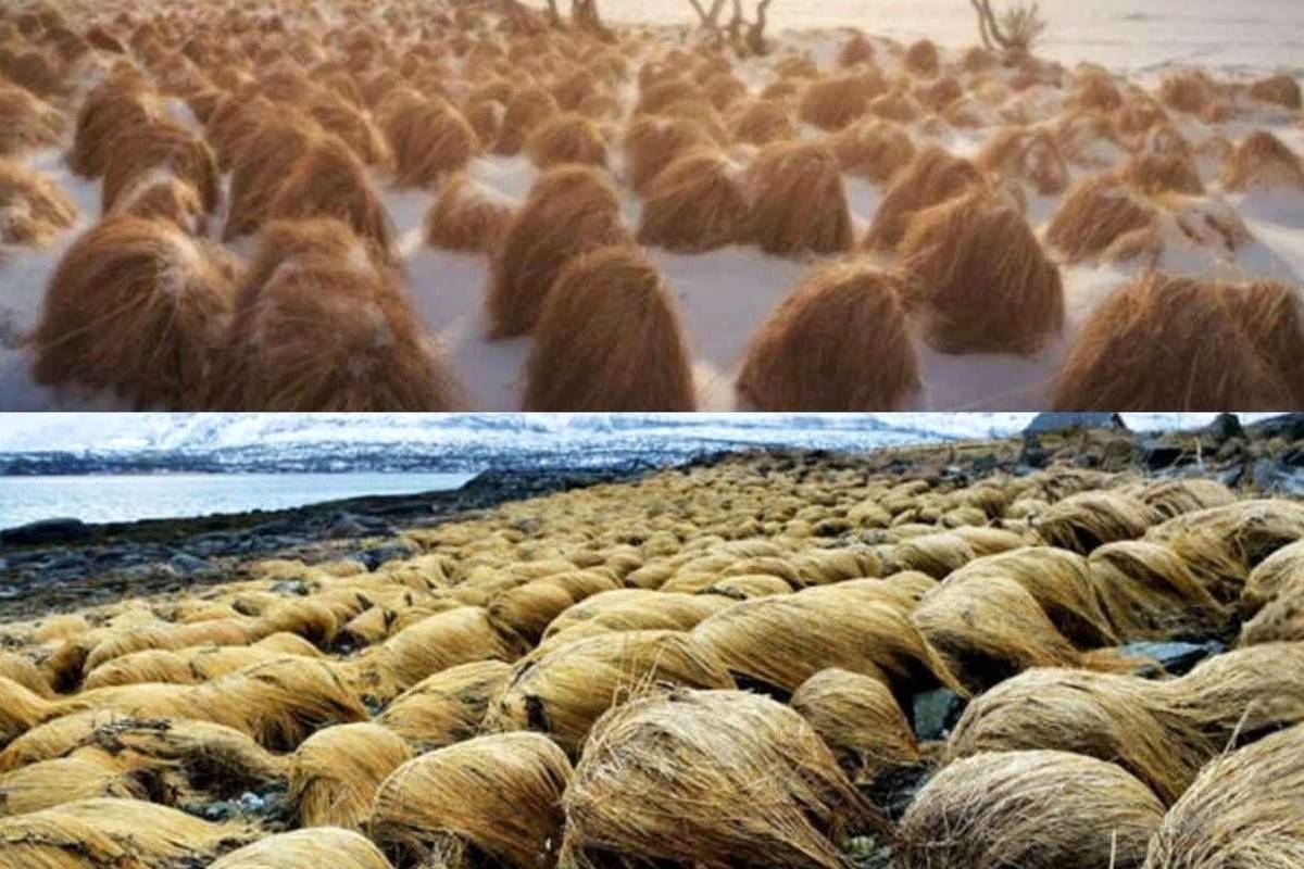 عجیبترین تصویر از گیاهی شبیه به موی سر انسان