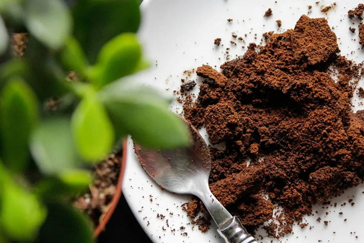 چرا ریختن تفاله قهوه در باغچه ایده‌ی خوبی است؟