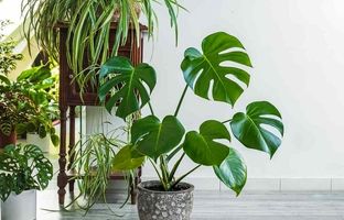 
۱۰ گیاه آپارتمانی که با قلمه زدن راحت رشد می‌کنند
