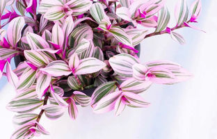 روش نگهداری، پرورش و تکثیر گیاه برگ بیدی