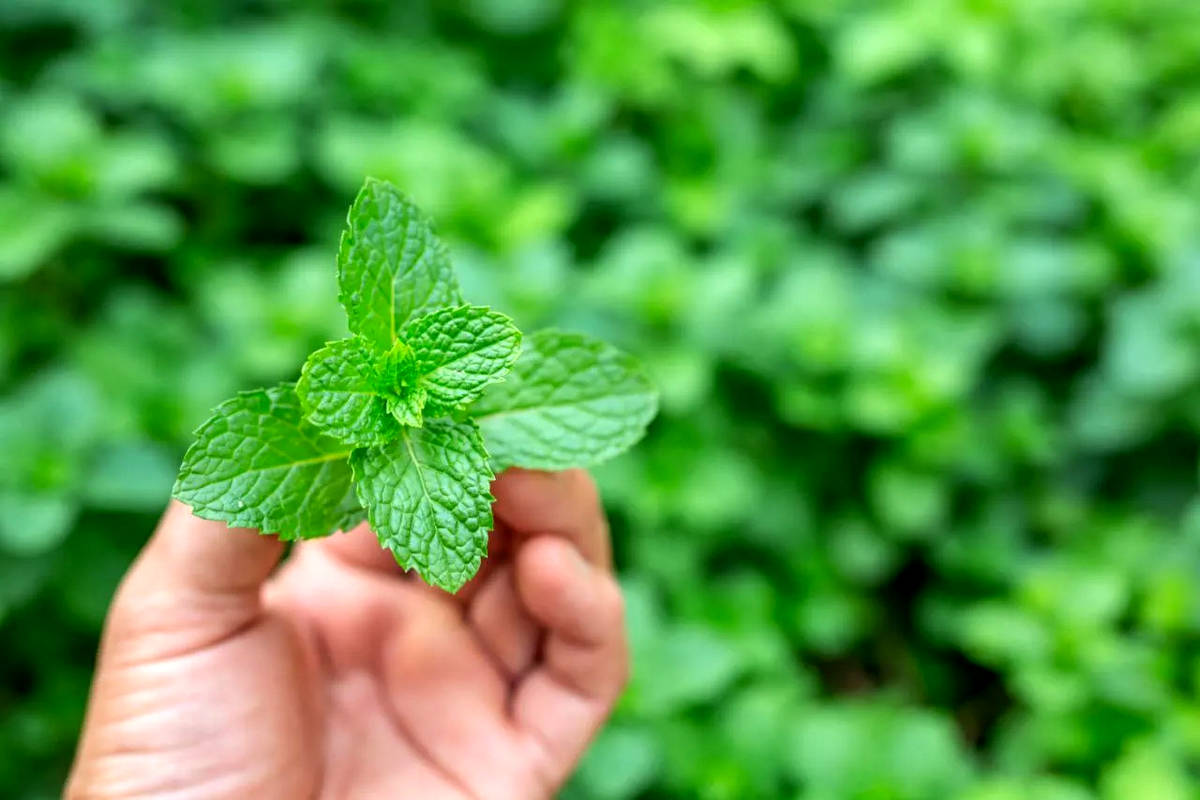 بهترین کود برای رشد نعناع