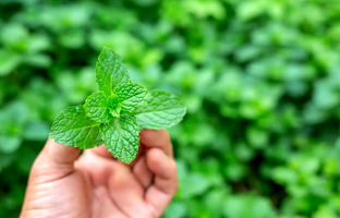 بهترین کود برای رشد نعناع