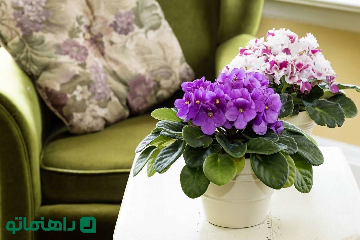 کوچولوهای سبز؛ با محبوبترین گیاهان آپارتمانی مینیاتوری آشنا شوید
