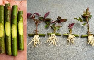 ساده ترین روش برای تکثیر گل رز + ویدئو