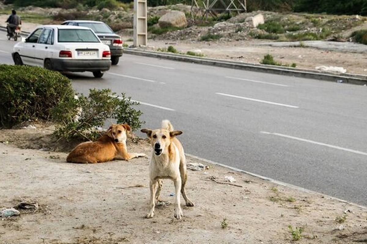 ماجرای پاشیدن اسید به بدن سگها در بندرانزلی!