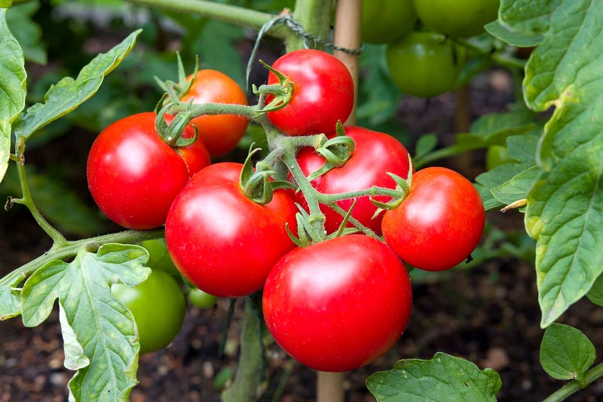 دانههای این میوه بهترین آسپرین است