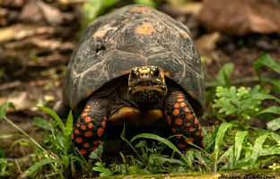 مطالعه جدید: لاک‌پشت‌های پا قرمز مانند انسان‌ها احساس دارند