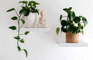 7 گیاه آپارتمانی خوش یمن برای سال مار و سال 1404