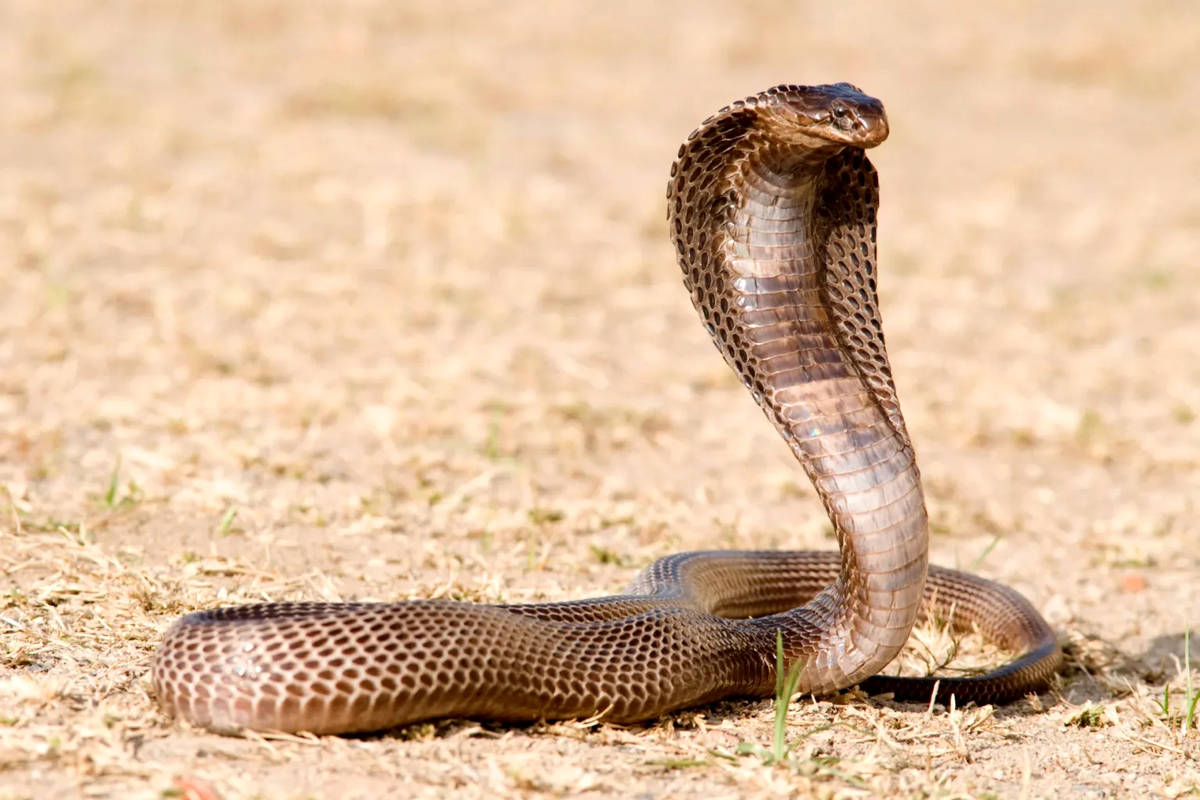 ساخت پادزهری بیسابقه با کمک دانشمندی که بیش از ۲۰۰ بار توسط مارهای سمی گزیده شد!