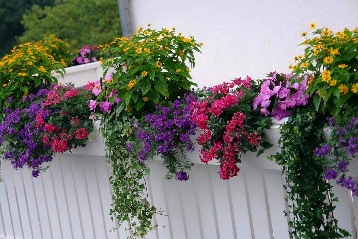 13 گل و گیاه زیبا برای بالکن های کوچک و بزرگ