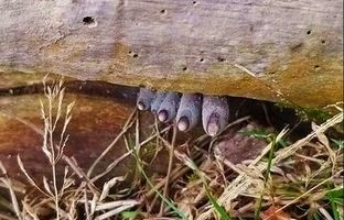 (تصویر) بیرون زدن انگشتان مرده از تنه درخت 