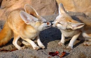 ۱۰ حیوان بیابانی فوق‌العاده که در صحرای داغ زنده مانده‌اند!