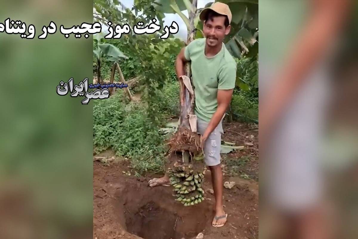 درخت موز عجیب در ویتنام / درختی که ریشهاش موز داد+ویدئو