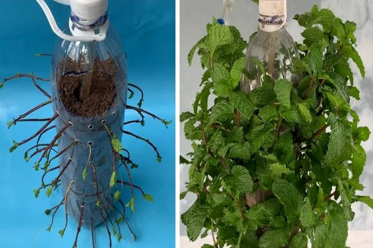 به همین سادگی در خانه نعناع پرورش دهید! + ویدئو