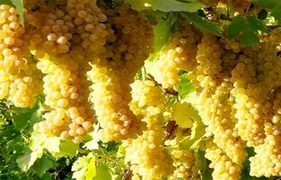 شهر جهانی انگور کجاست؟