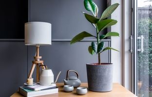 همه چیز درباره گیاه آپارتمانی فیکوس: راهنمای کامل برای مبتدیان