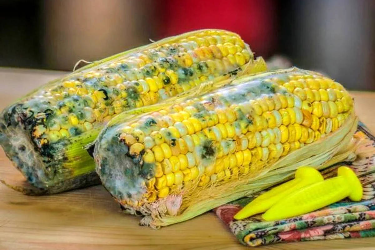 غذای کپک زده خطرناک است؟
