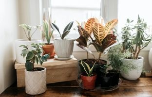 گیاهان آپارتمانی ترند 2025 ؛ ایده هایی دوست داشتنی برای دکوراسیون سبز شما