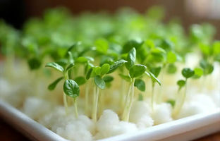 کاشت سبزه عید با پنبه