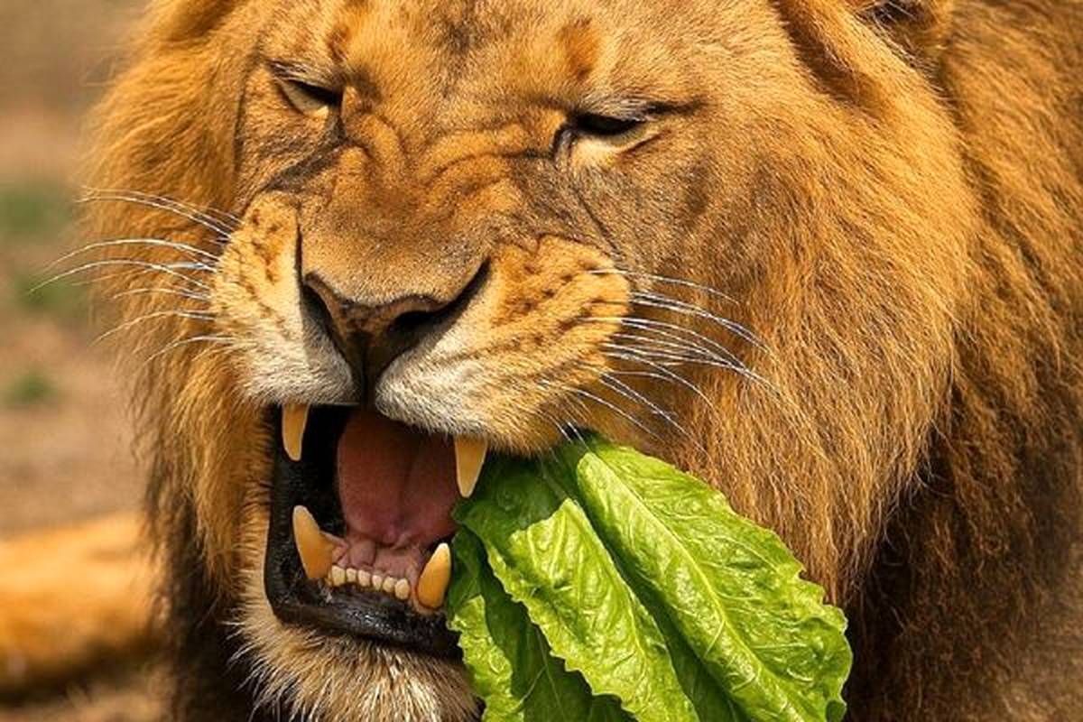 واکنش جالب شیر پس از خوردن کاهو؛ اگر سطان جنگل گیاهخوار بود چه میشد؟ + ویدئو