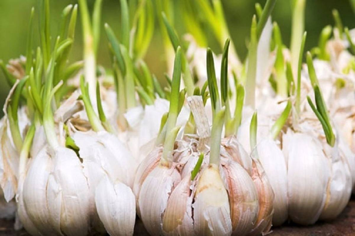 ترفندهای جلوگیری از جوانه زدن پیاز و سیر