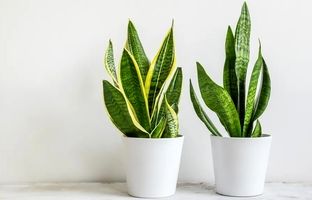 ۷ مشکل شایع گیاه سانسوریا و راهکارهای ساده رفع آنها