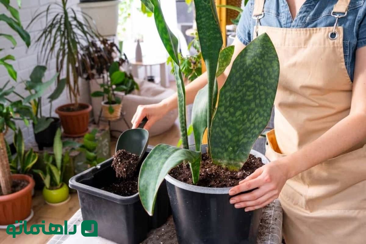 آب یا خاک؟ کدام روش برای تکثیر سانسوریا بهتر است؟